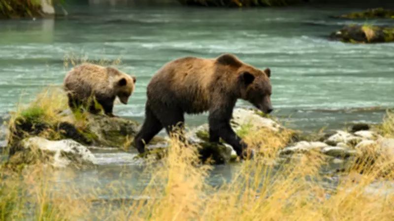 Grizzly Bear Cub Killed by Train in Banff National Park