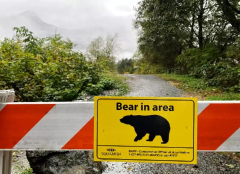 Grizzly Bear Sighting on Northern Vancouver Island Prompts Caution