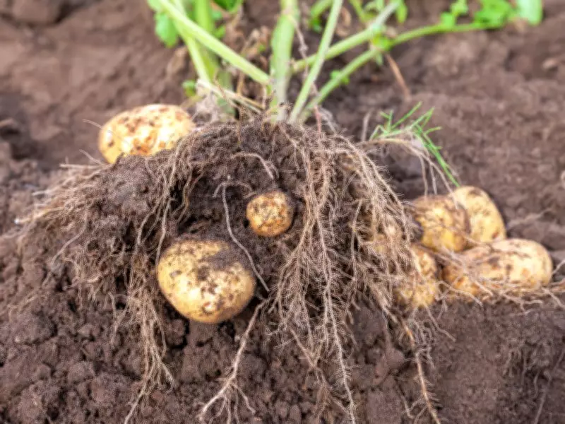 Growing Things: How to get your potatoes started early