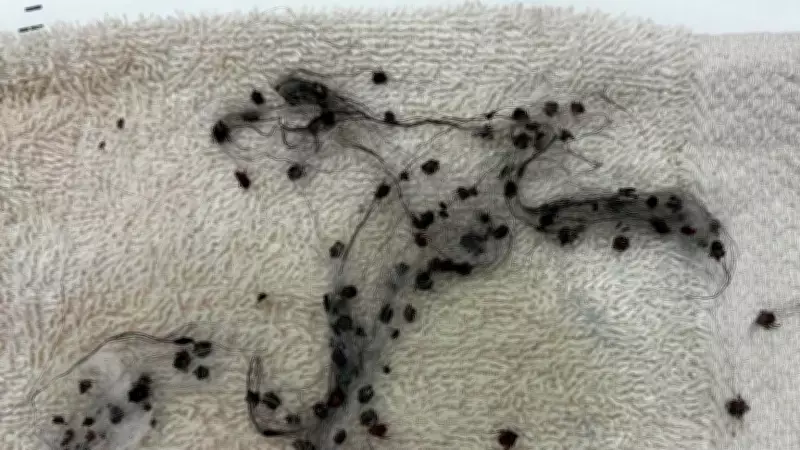 Halifax-area clinic warns pet owners after removing 85 ticks from one dog