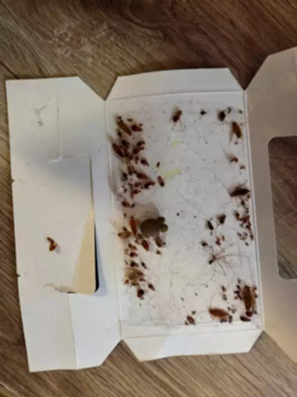 Halifax Renters Rally Over Cockroach, Mice Infestations and Disrepair