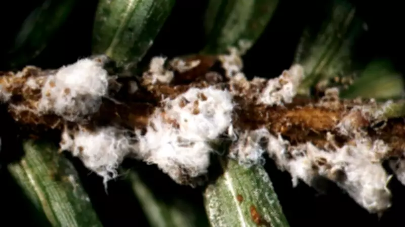Halifax to Treat Hemlock Trees Infested by Invasive Insect Pest