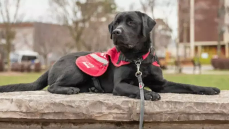 Halifax's Quinpool Road Hosts Walk for Service Dogs This Sunday
