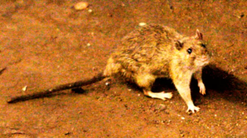 Hantavirus Outbreak on Cruise Ship Kills Three in Atlantic Ocean