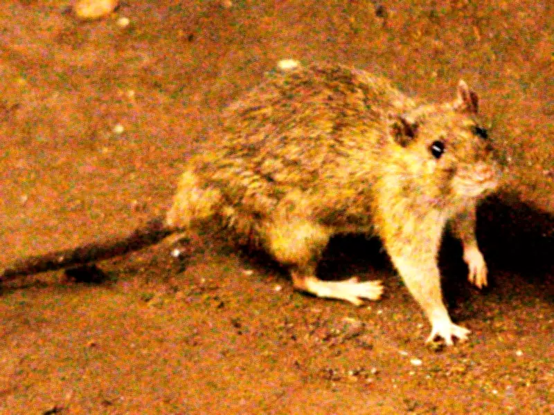 Hantavirus Outbreak on Cruise Ship: What Happened and How It Spread