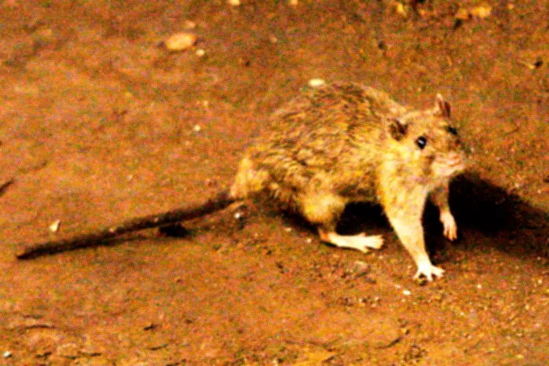 Hantavirus Precautions Urged When Opening Cottages, Sheds: PHAC