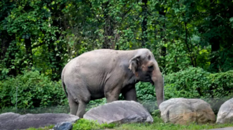 Happy the Bronx Zoo Elephant Euthanized at 55 After Landmark Rights Case