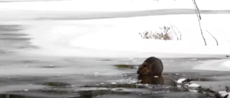 Harsh Winter Delays Opening of Some Algonquin Park Facilities