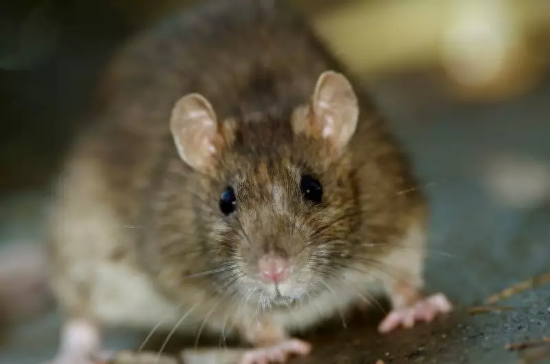 Health Experts Warn of Hantavirus Risks from Rodent Droppings This Cottage Season