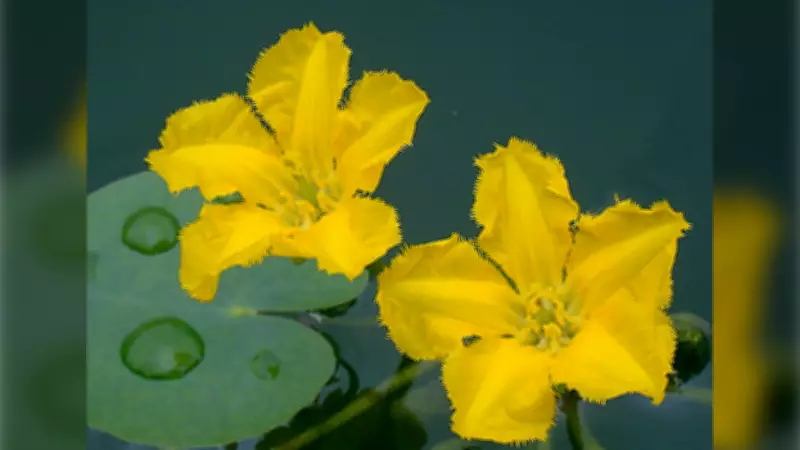Herbicide to Be Applied to Dartmouth Lake to Control Invasive Plant Species
