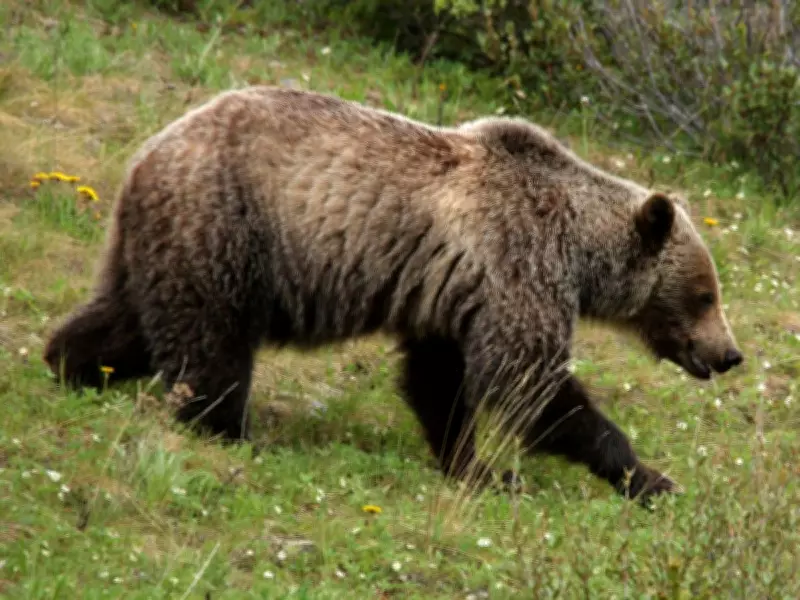 Hiker Narrowly Escapes Grizzly Bluff Charge Near Troll Falls in Kananaskis