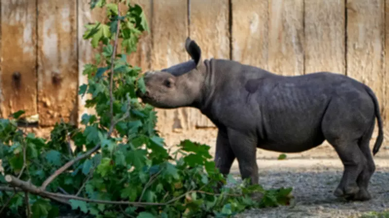 Hoax Threats Force Evacuations at Multiple U.S. Zoos Amid Swatting Wave