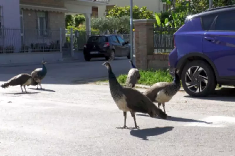 Horde of Amorous Peacocks Causes Chaos in Italian Seaside Town