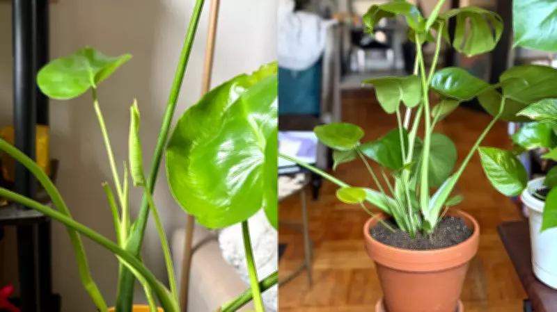 How a Viral Fertilizer Revived My Pandemic Plant Collection