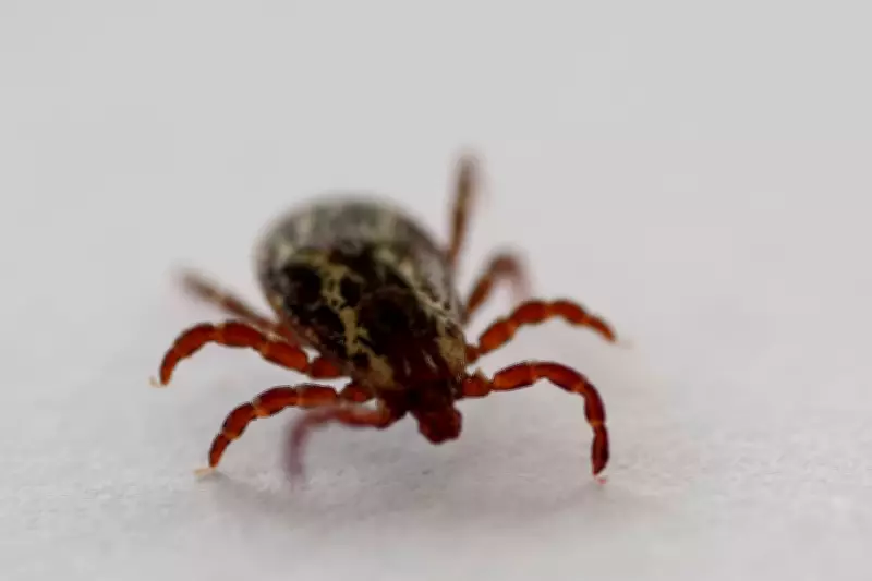 How to Avoid Ticks This Summer in Saskatchewan: Expert Tips