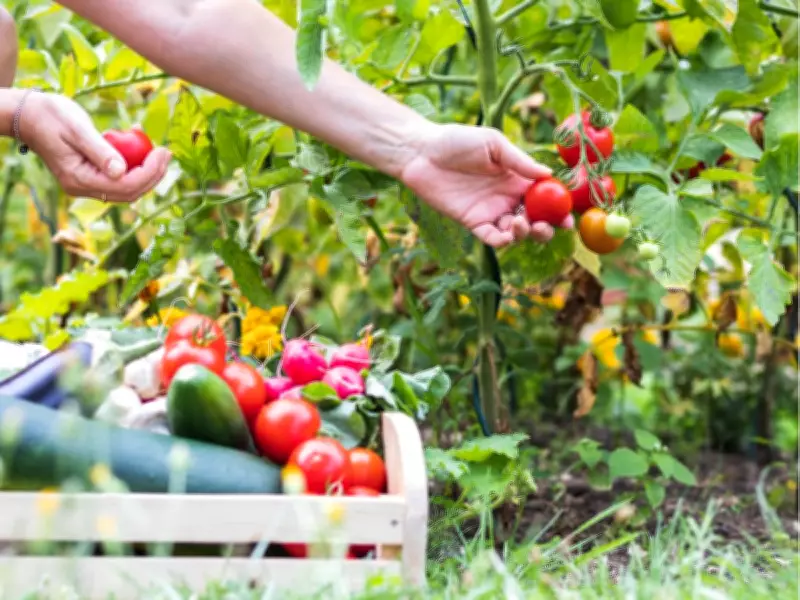 How to Transplant Tomatoes for Strong, Productive Plants