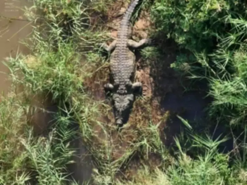 Human Remains Found Inside 1,000-Pound Crocodile in South Africa