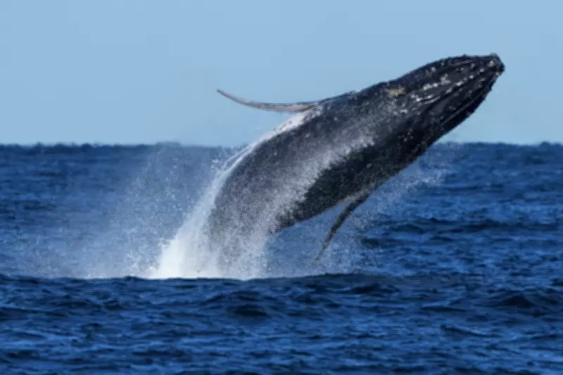 Humpback Whales Smash Migration Record with Epic 13,000km Journey