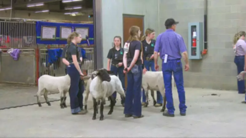 Hundreds of Lambs Flock to Calgary Stampede for 4-H Event