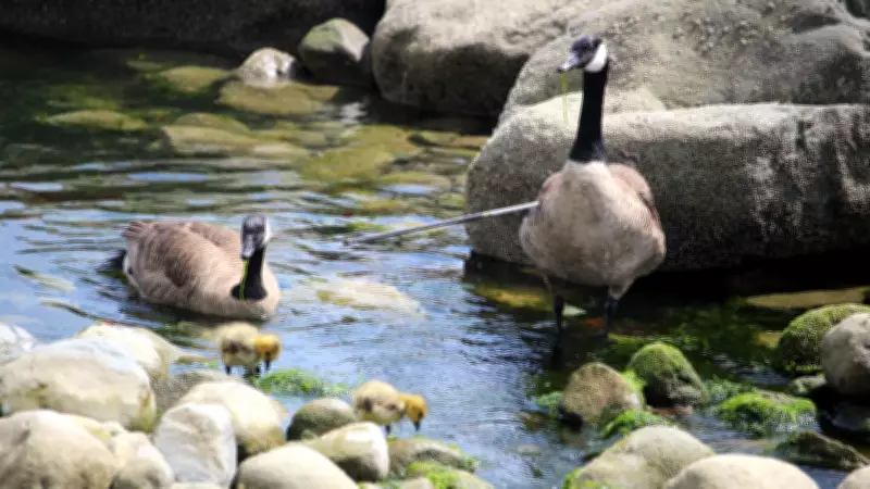 'Illegal and cruel': Canada goose rescued after being impaled by arrow in West Vancouver