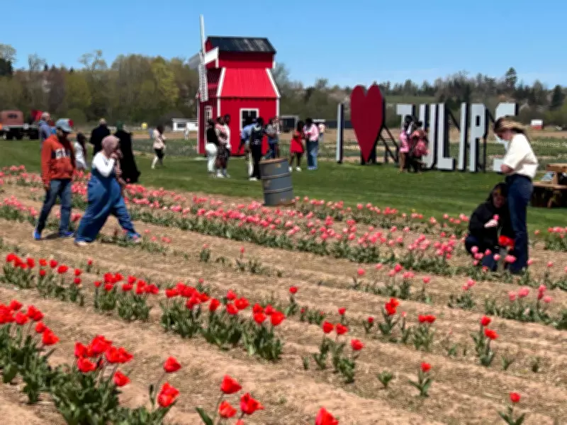 Inaugural Tulip Festival in Upper Onslow, N.S., Blooms with Success