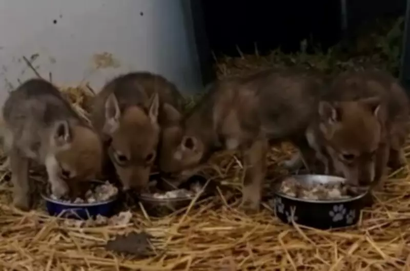 Injured Coyote Gives Birth at Muskoka Sanctuary, Pups Reach Milestone