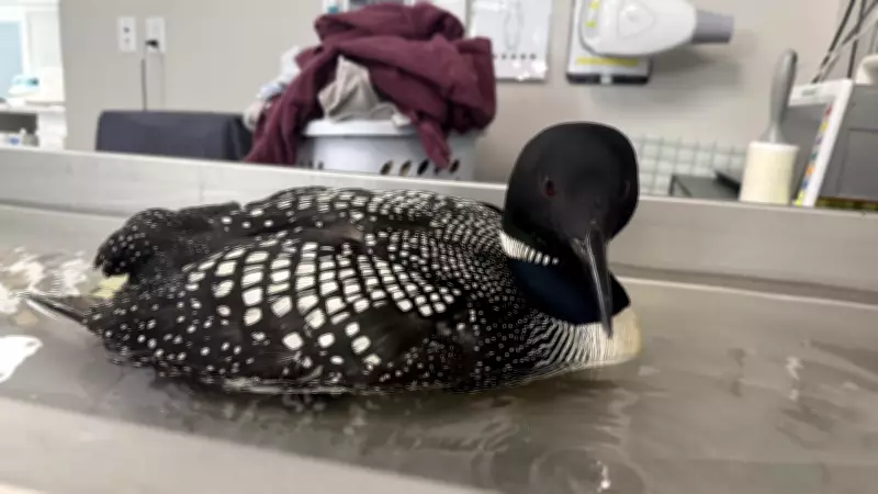 Injured Loon Rescued by Volunteers in Road Trip from Fort McMurray to Edmonton