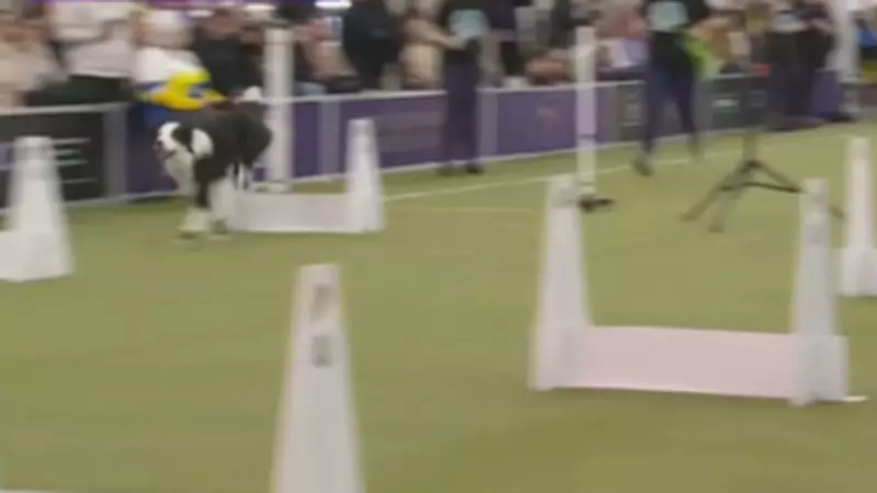 Innisfil Dogs to Represent Canada at Flyball World Cup in England