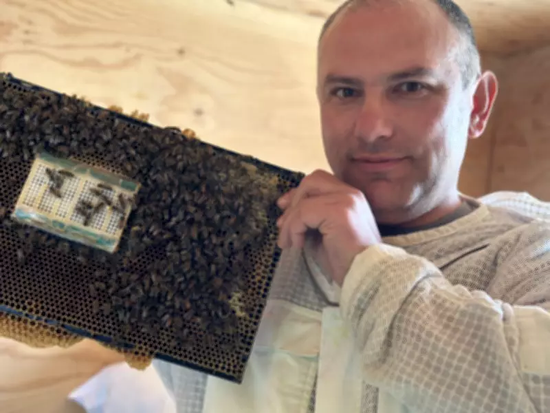 Innovators Fight High Bee Deaths in Alberta with High-Tech Hives