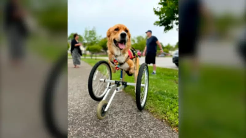 Inspirational Disabled Dog Celebrates 5th Birthday at Charlotte's Freedom Farm