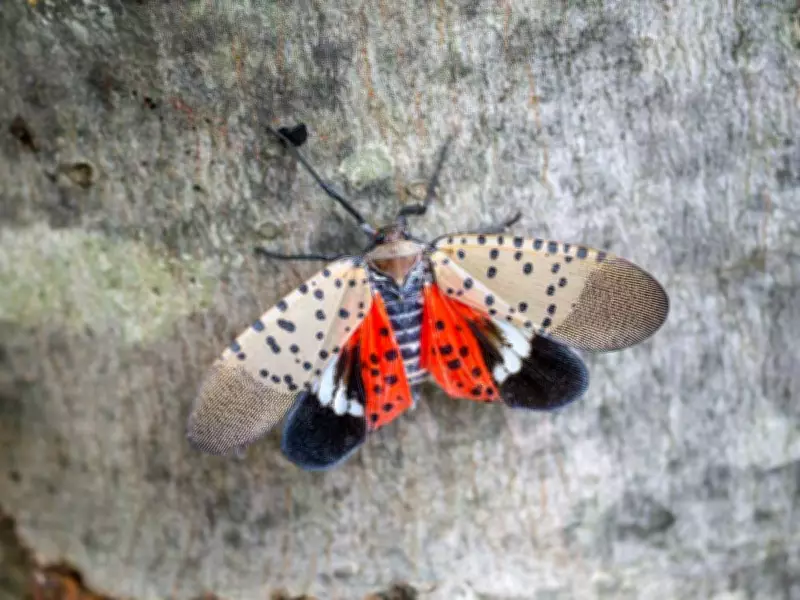 Invasive Spotted Lanternfly Found in Ontario Shipment from US