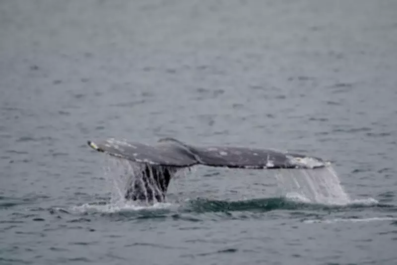 Jet Ski Collides with Grey Whale off Vancouver Beach