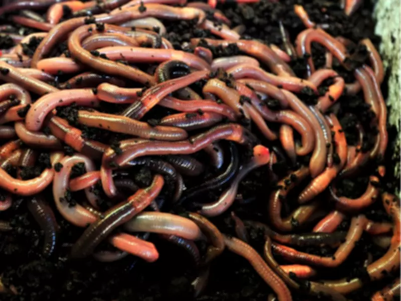 Keep Your Lawn Healthy to Control Dew Worms, Expert Advises