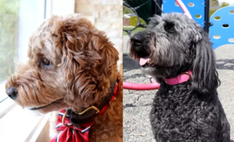 Kitimat Asks Residents to Vote for 'Dog Mayor' in Upcoming Election