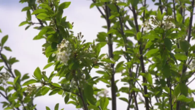 Late Flowering Blamed for Delayed Allergy Season in Edmonton