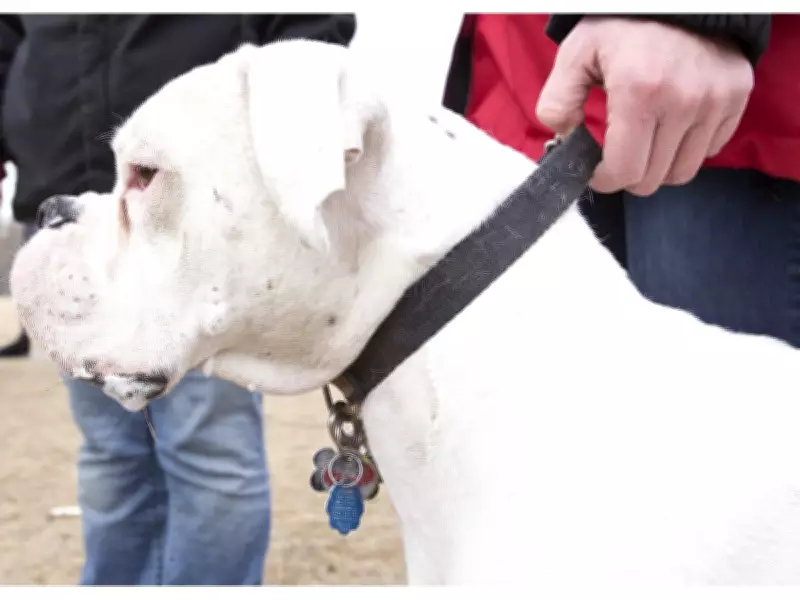 Leamington Dog Tag Checks: Door-to-Door Enforcement Begins Wednesday