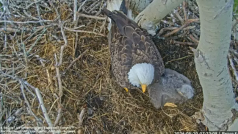 Live Eagle Nest Camera in Cape Breton Inspires Positive Community Response