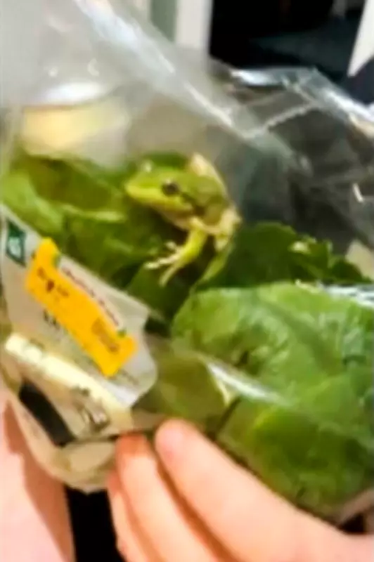 Live Frog Found in Grocery Store Salad Bag in Australia