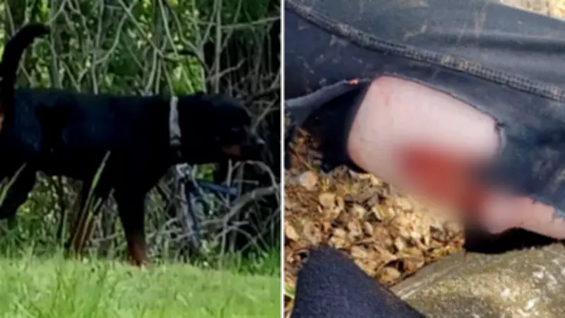 London, Ont. Says Rottweilers in Park Attack Won't Be Returned to Owner