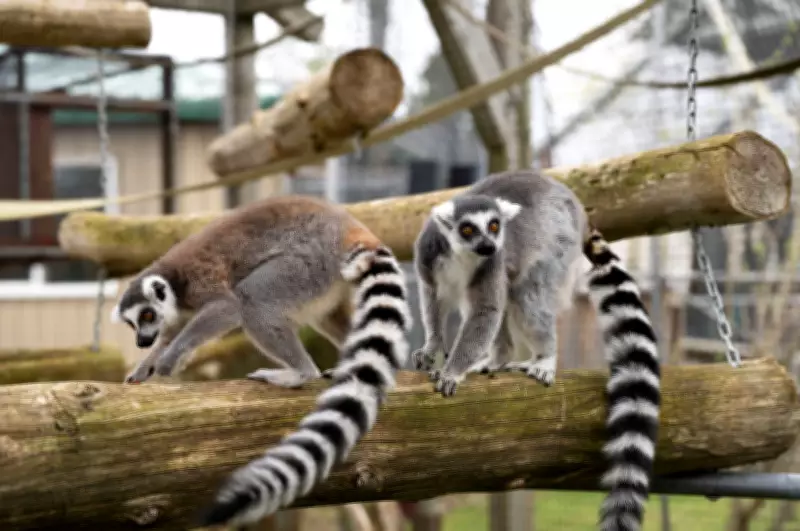 Magnetic Hill Zoo Lemur Enclosure Nearly Complete, $500K Over Budget