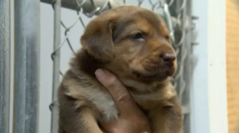 Major Donation Helps Winnipeg Animal Rescue Build New Larger Facility