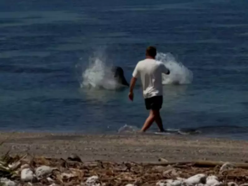 Man Arrested for Throwing Rock at Endangered Hawaiian Monk Seal