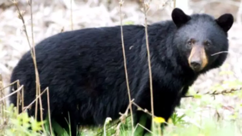 Man Attacked by Bear in Mission, B.C. – Victim Hospitalized