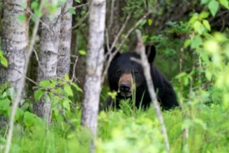 Man Killed in Saskatchewan Bear Attack Identified as Uranium Site Contractor