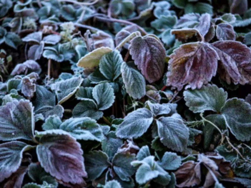 May Frosts: How to Protect Your Garden Plants from Late Cold Snaps