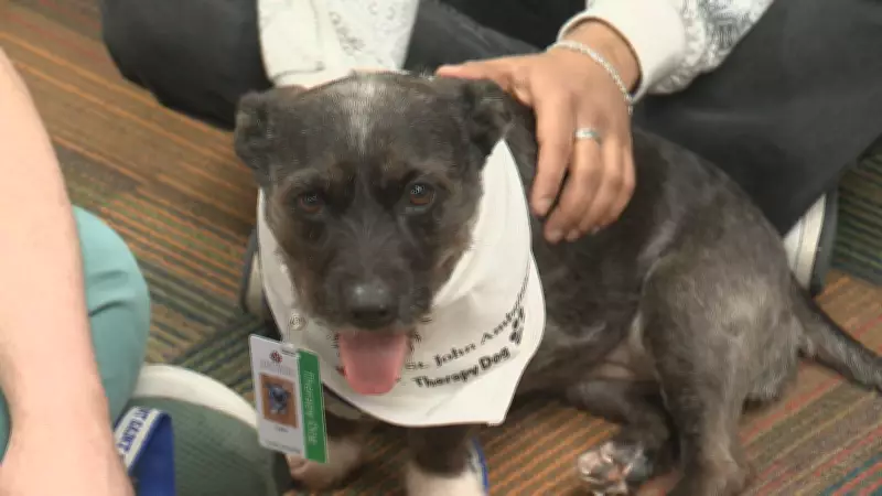 Meet Dani: Halifax University Therapy Dog Eases Student Stress and Loneliness