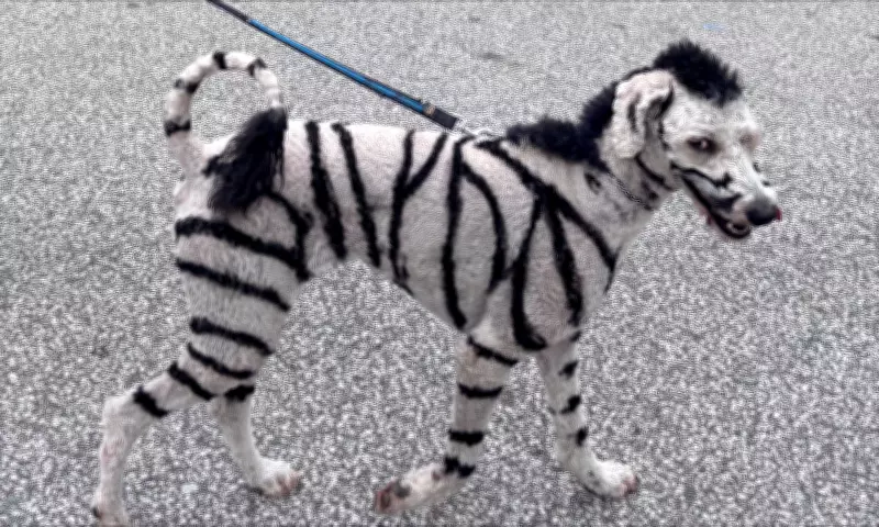Meet Molly the 'Zebra Dog' Raising Cancer Awareness in LaSalle, Ont.