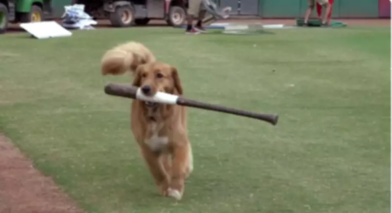Minor League Baseball Team Hires Full-Time Bat Dog: Meet Omaha