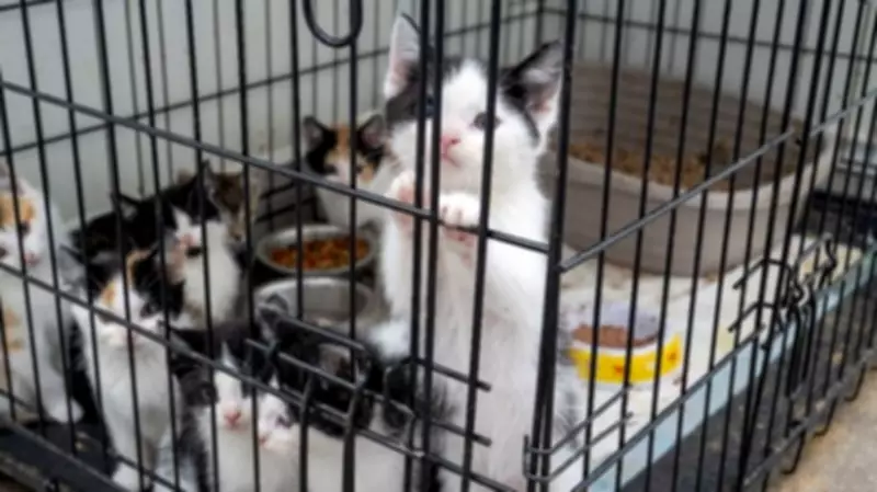 Mississauga man charged after 57 kittens, 8 cats rescued in animal cruelty probe