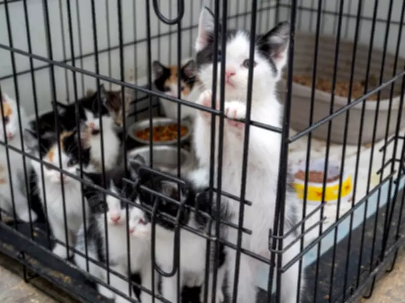 Mississauga Man Charged with 130+ Counts in Kitten Cruelty Case